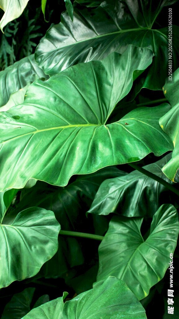 翠绿硕大的热带植物叶片
