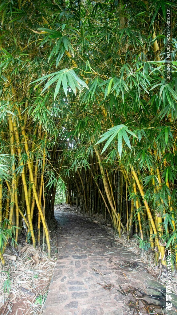 竹林小径