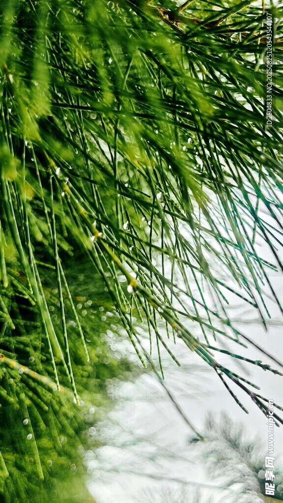翠绿松针特写