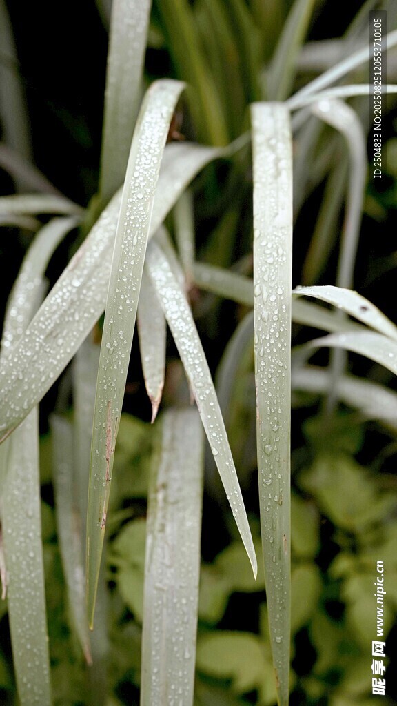银边植物叶片特写