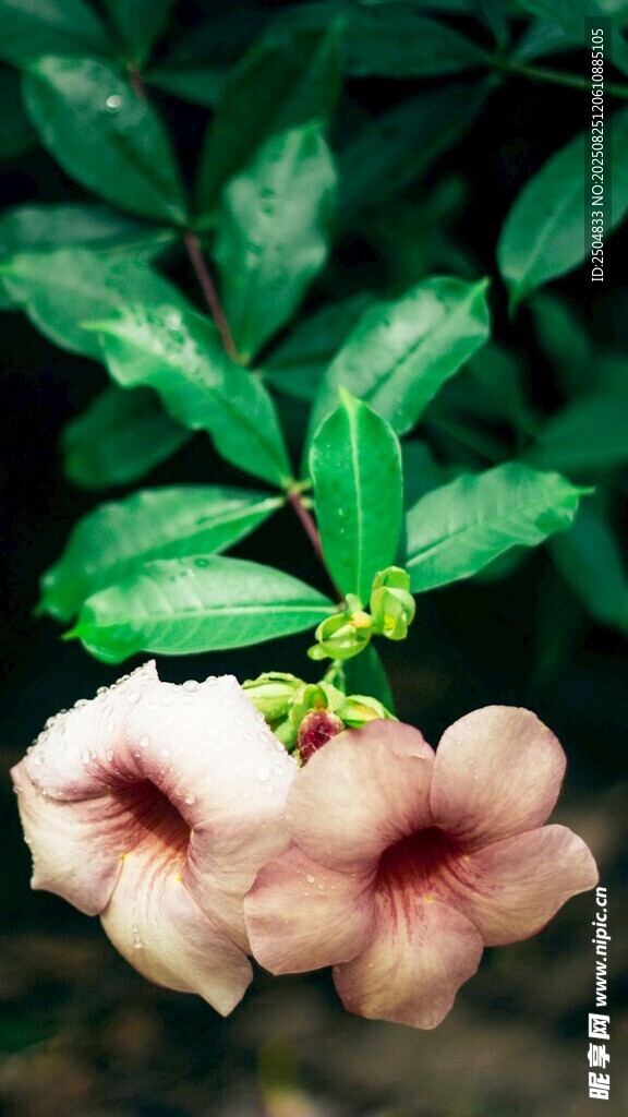 粉色喇叭状花朵与绿叶