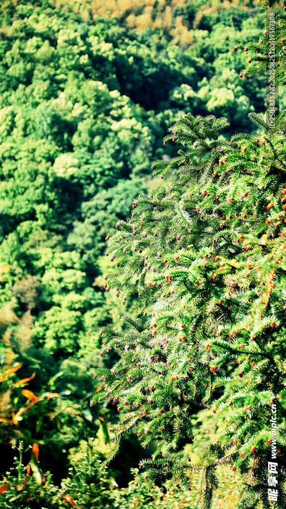 俯瞰葱郁繁茂的绿色山林