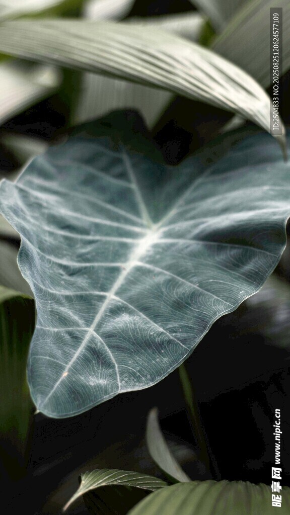 大叶片绿植特写