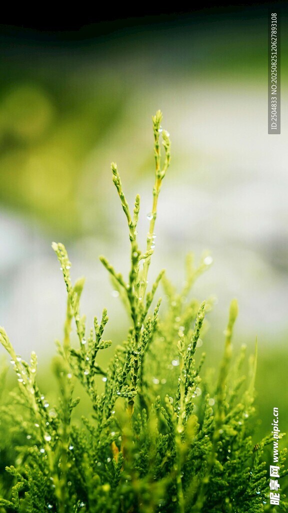 嫩绿小草展现生机