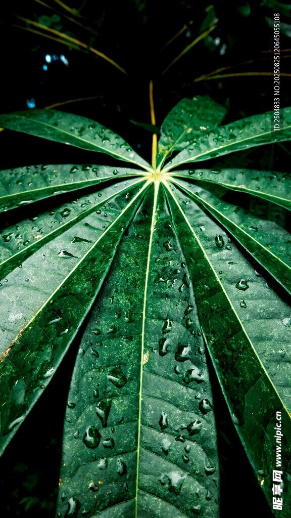 雨中掌状绿叶