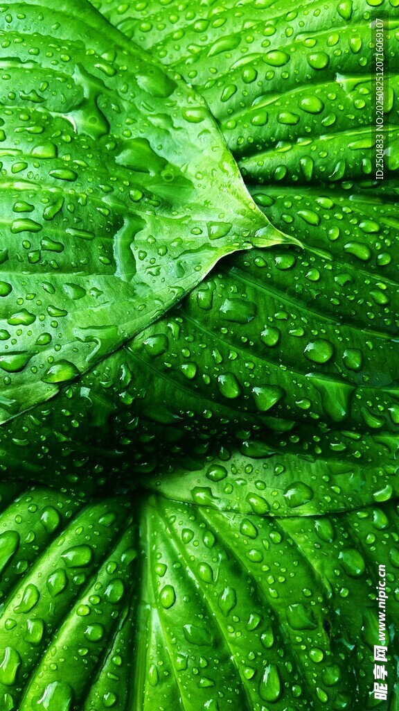 翠绿鲜嫩的带水珠西葫芦