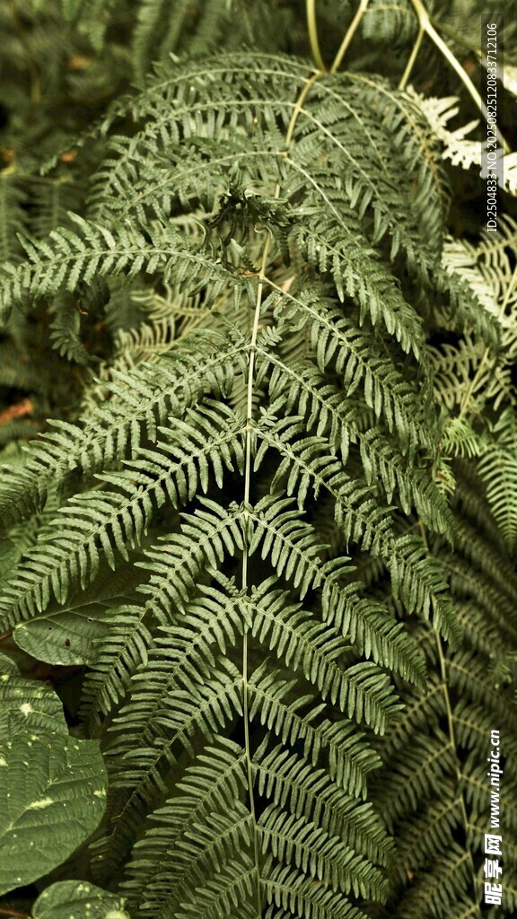 翠绿蕨类植物特写