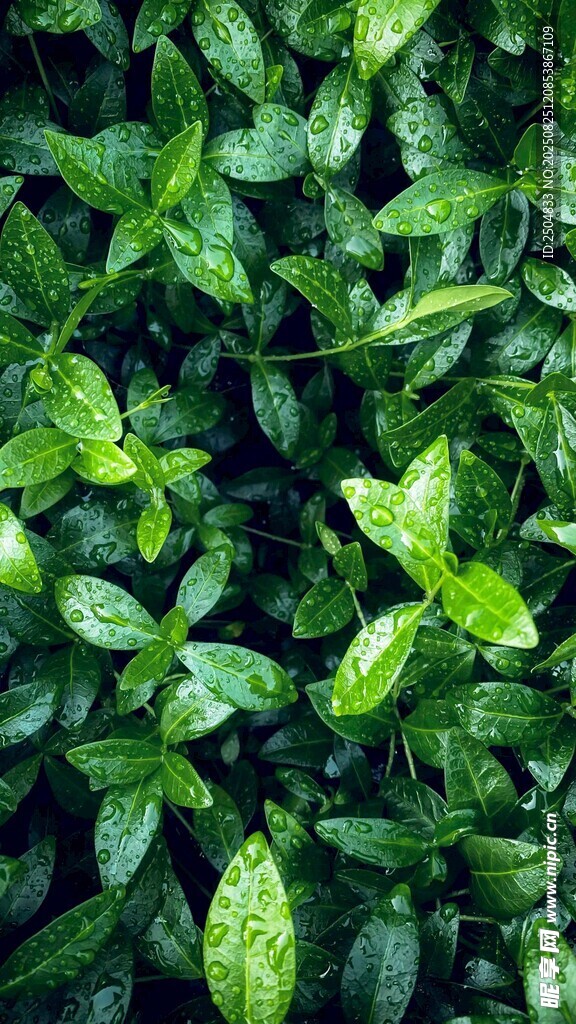翠绿繁茂的生机绿叶