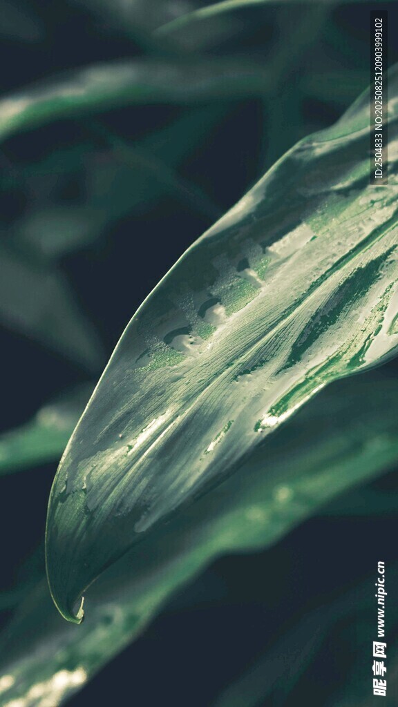 晶莹叶片特写