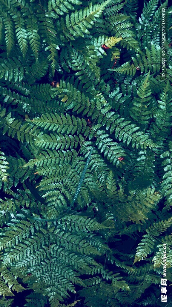 翠绿蕨类植物叶片特写