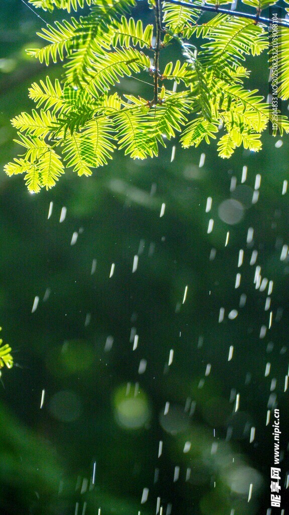 雨中嫩绿枝叶的清新景致