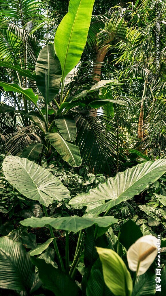 繁茂热带植物景观