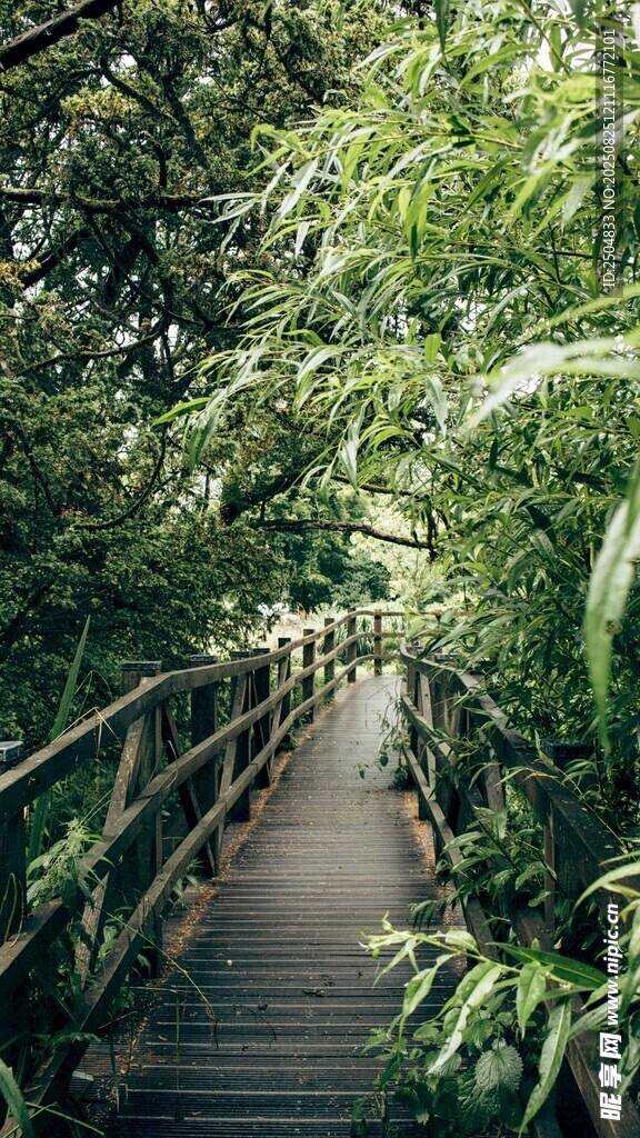 林间木栈道 绿意盎然