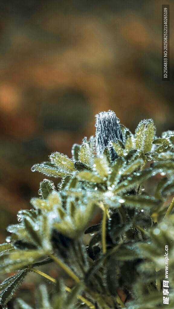 特写 清新植物的细节之美