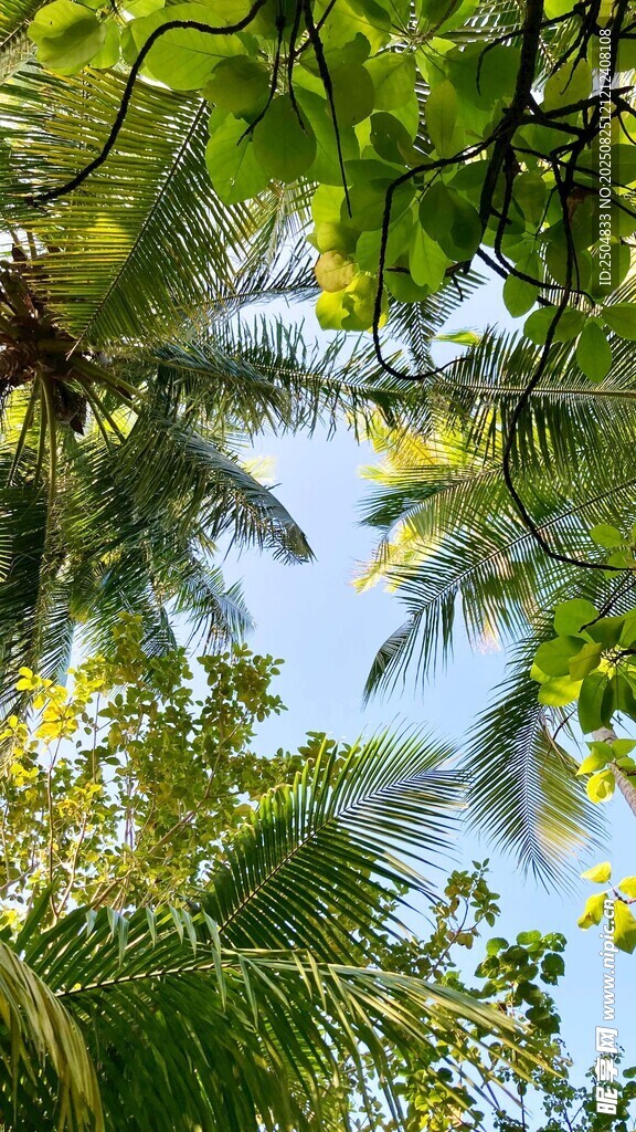 仰视繁茂椰树绿意盎然