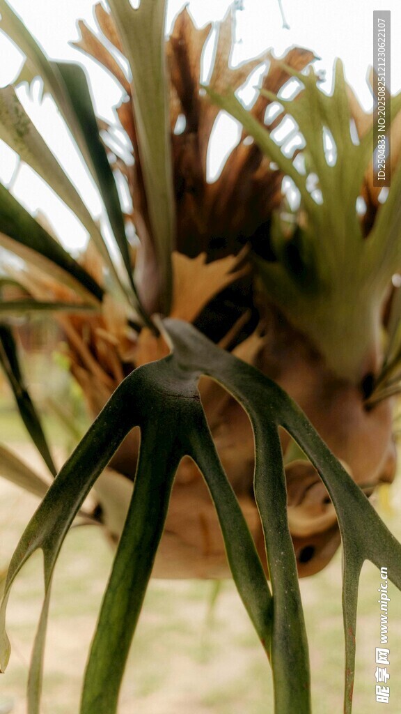 独特形态的绿植特写