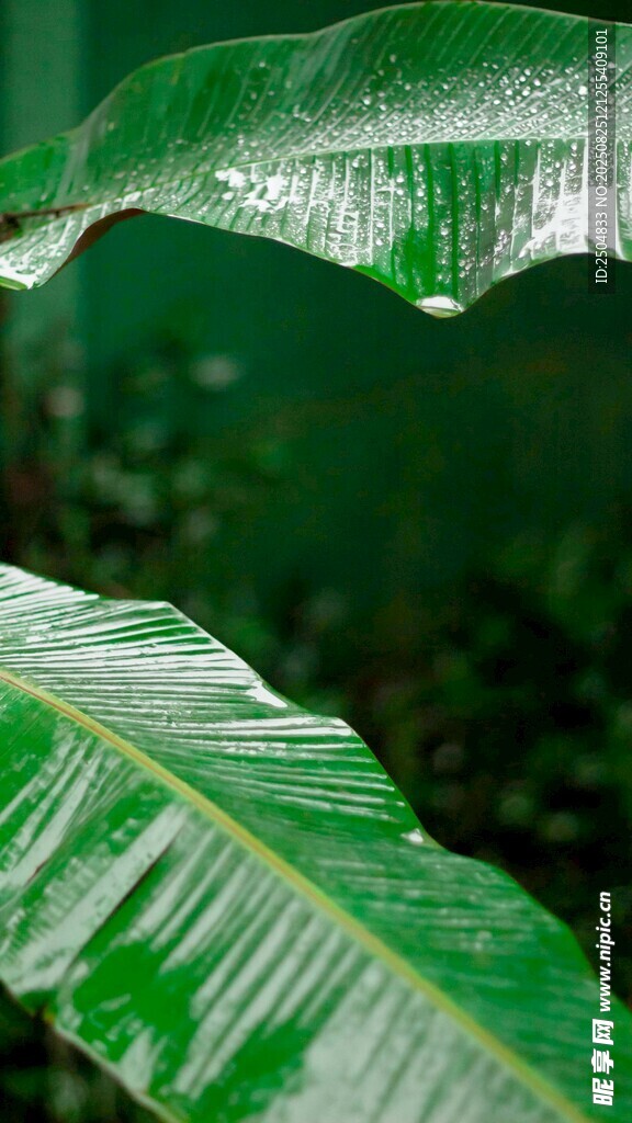 带水珠的翠绿宽大叶片