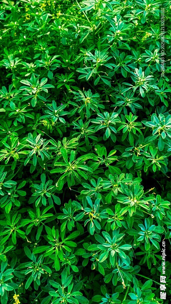 翠绿繁茂的植物叶片