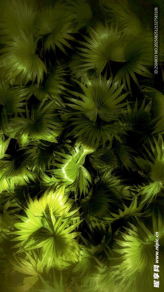 翠绿蕨类植物微观景致
