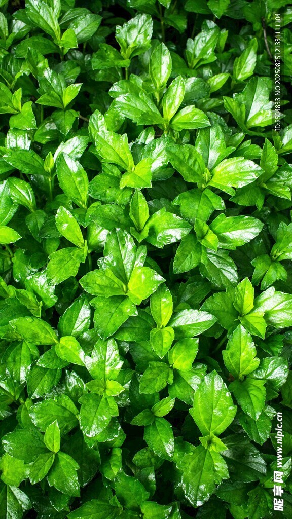 翠绿繁茂的鲜嫩植物叶片