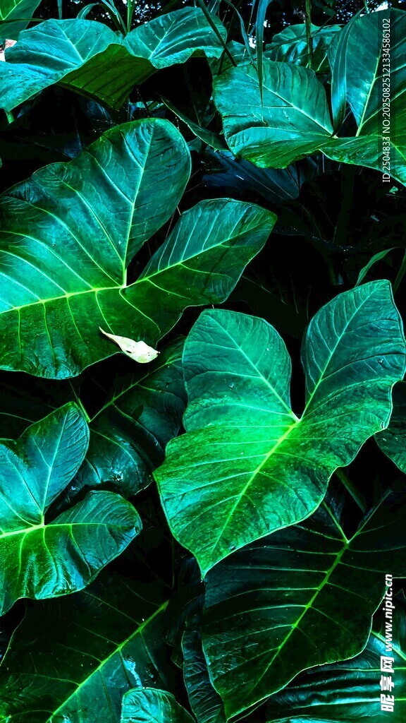 翠绿繁茂的热带叶片景观