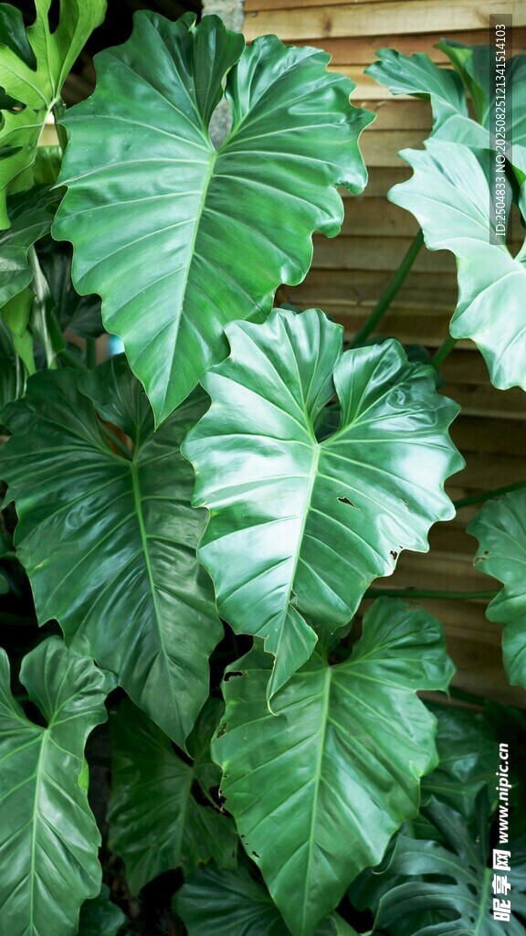 大叶绿植特写