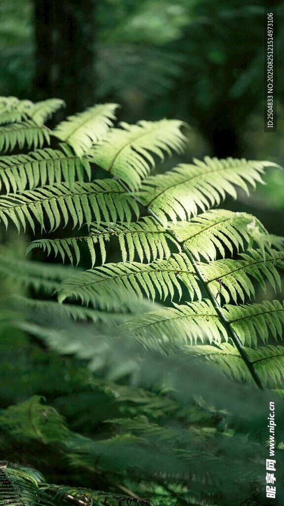 翠绿蕨类植物生机盎然
