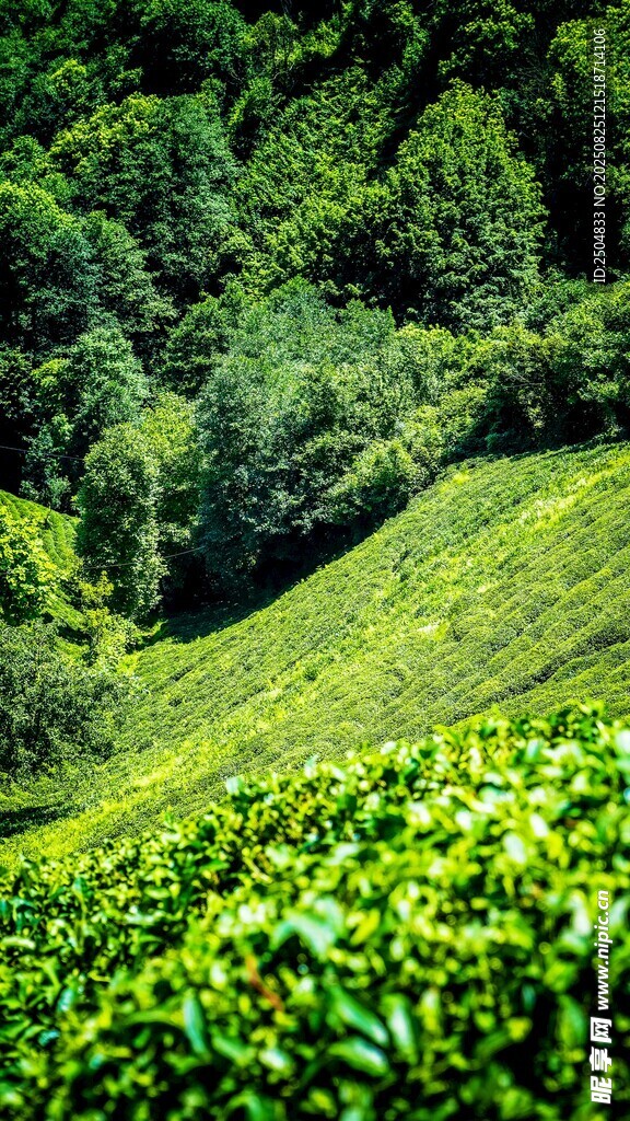 翠绿茶山风光
