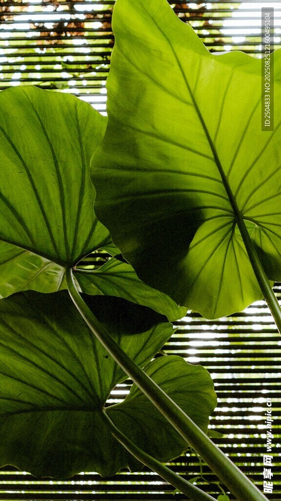翠绿宽大的热带植物叶片