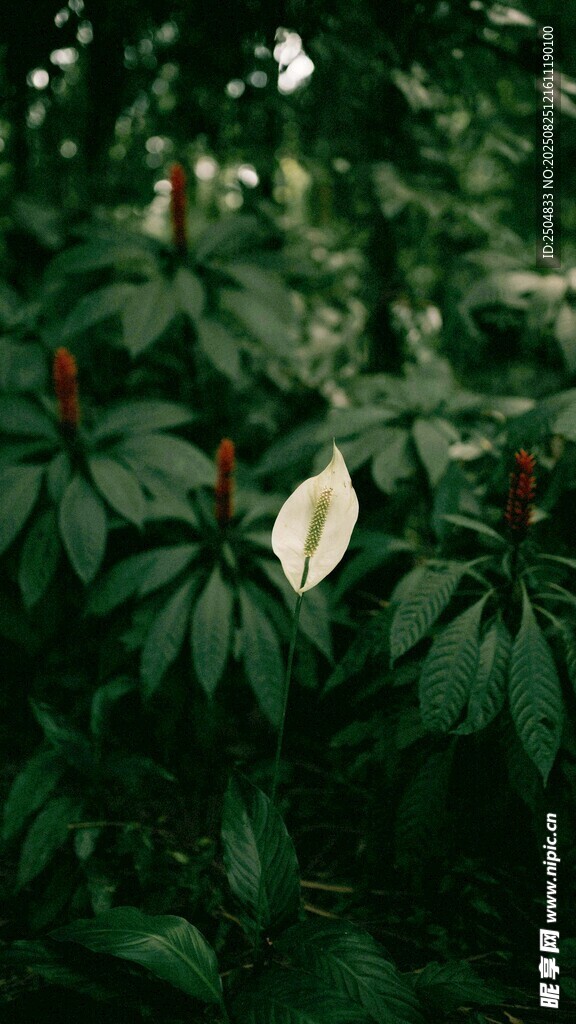 绿叶丛中的白色花朵