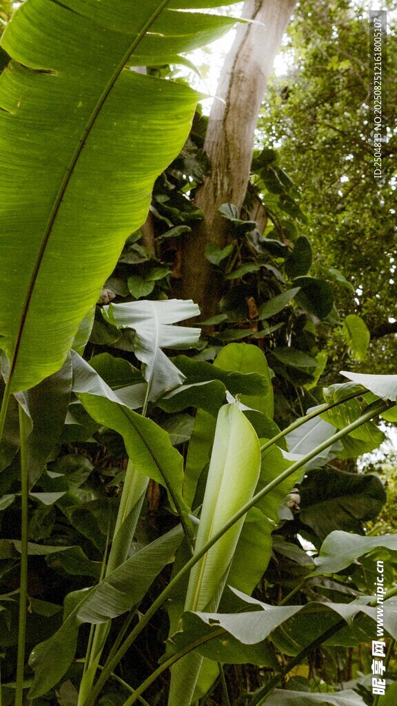 繁茂绿植景观
