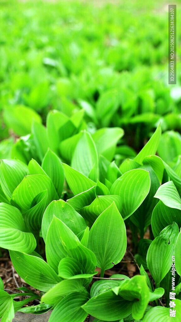 嫩绿青菜苗 生机正盎然