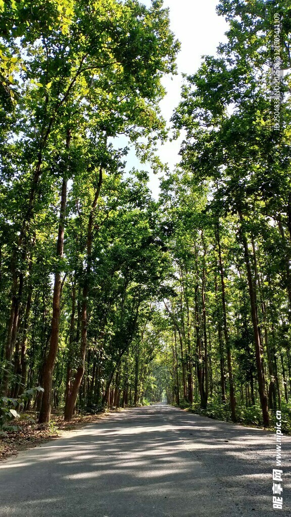 林间幽静公路