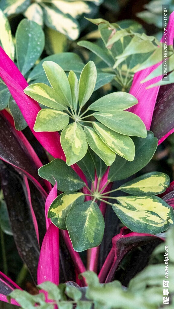多彩斑斓的花叶植物