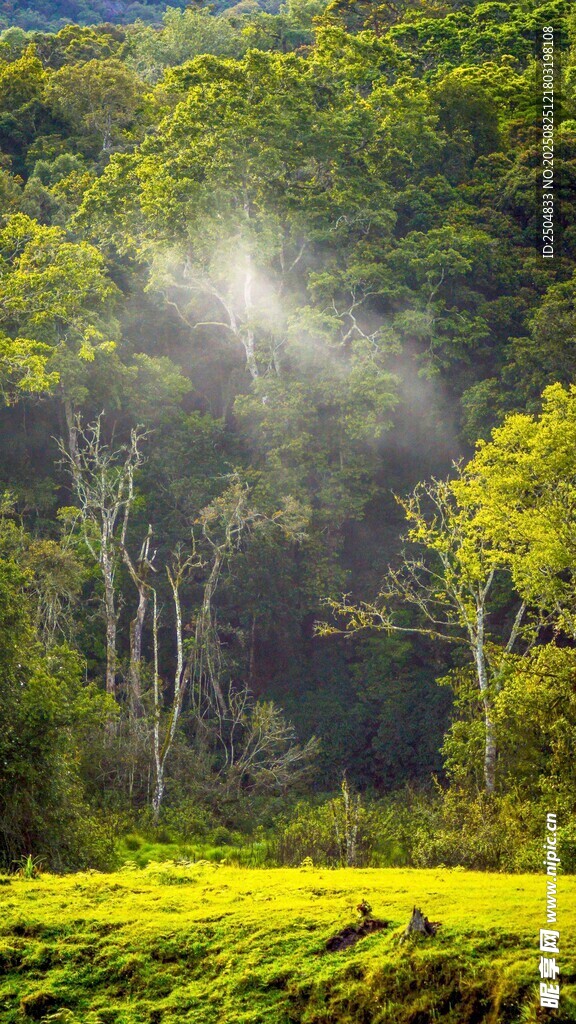 林间晨光下的绿野美景