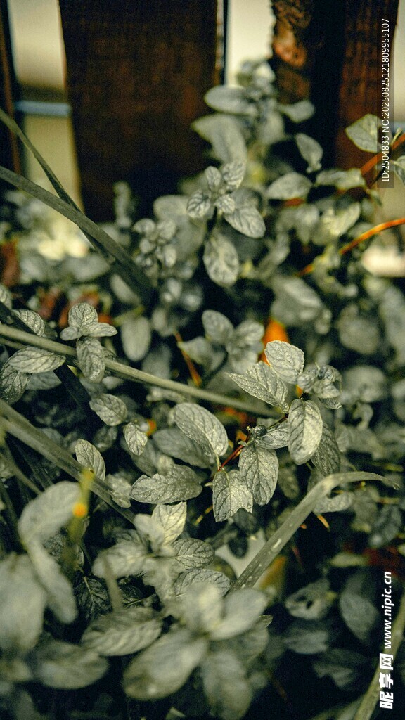 银叶植物特写