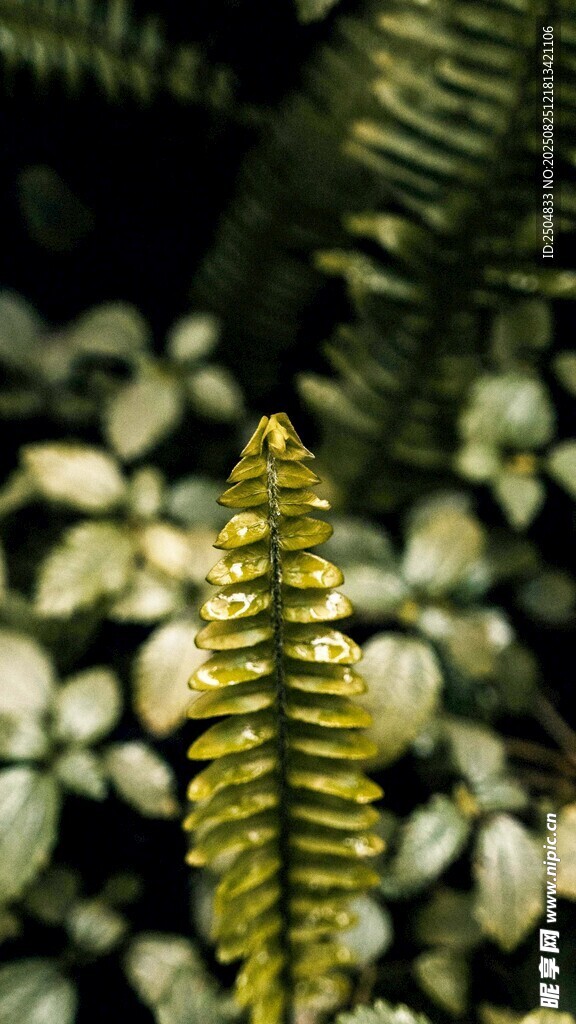 翠绿蕨类植物特写