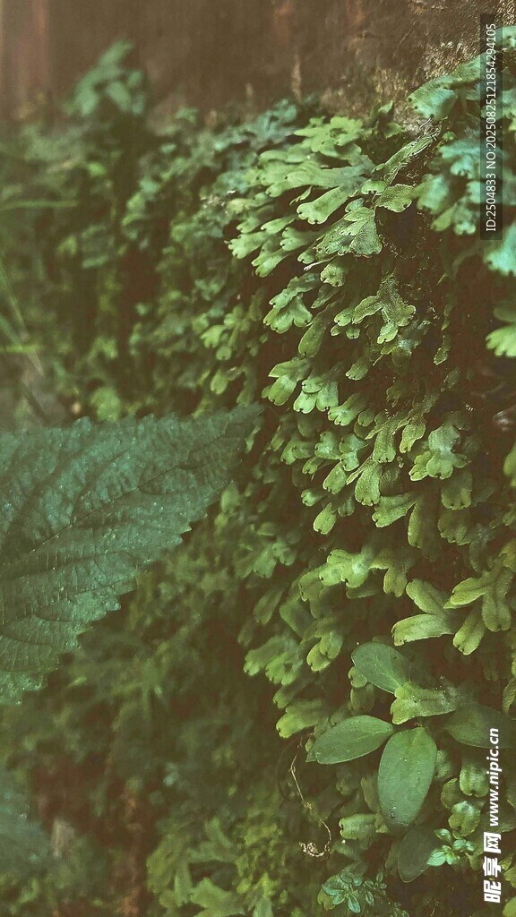 茂密绿植景观
