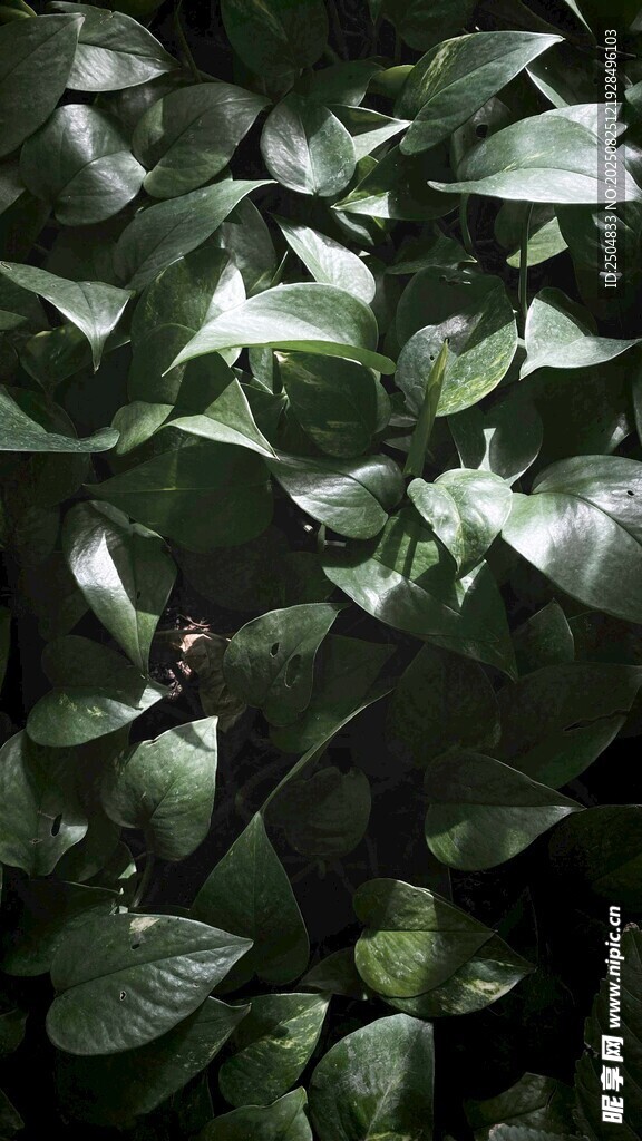 茂密绿叶植物特写