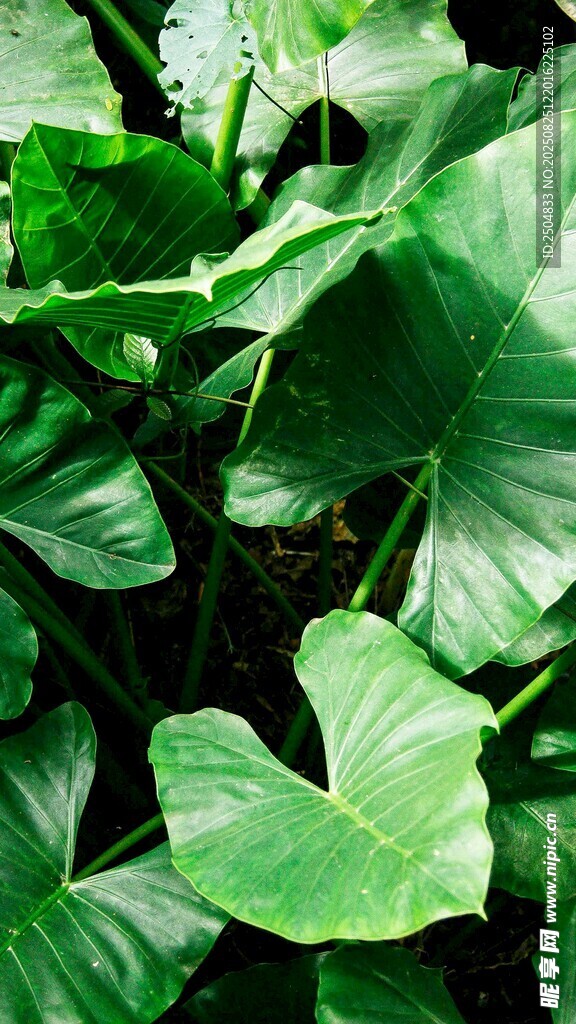 翠绿阔叶植物特写