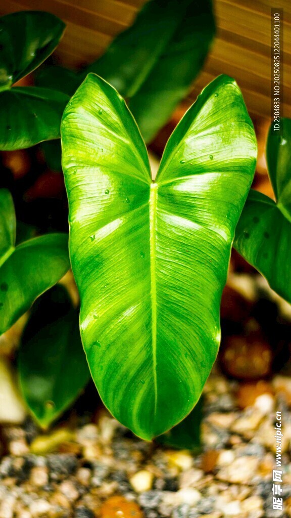心形绿叶植物特写