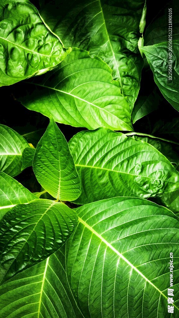 翠绿阔叶植物特写