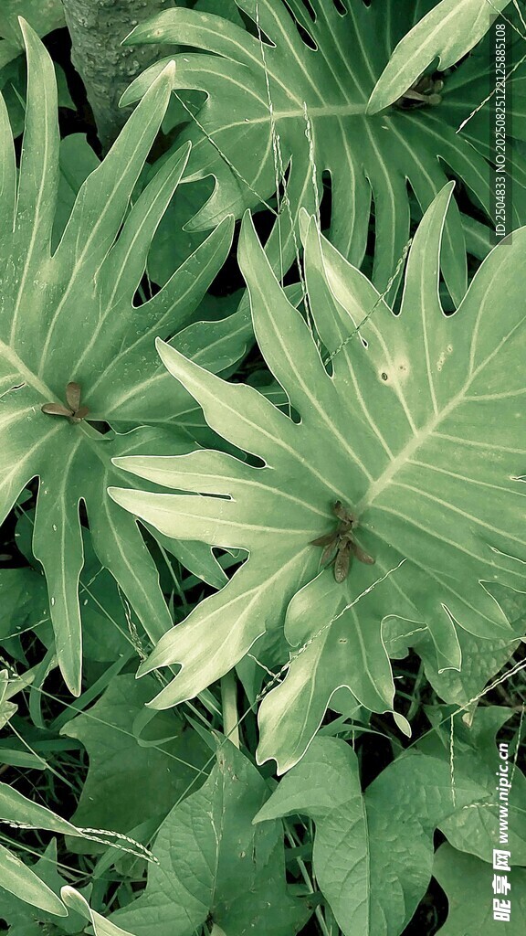 翠绿繁茂的热带植物叶片