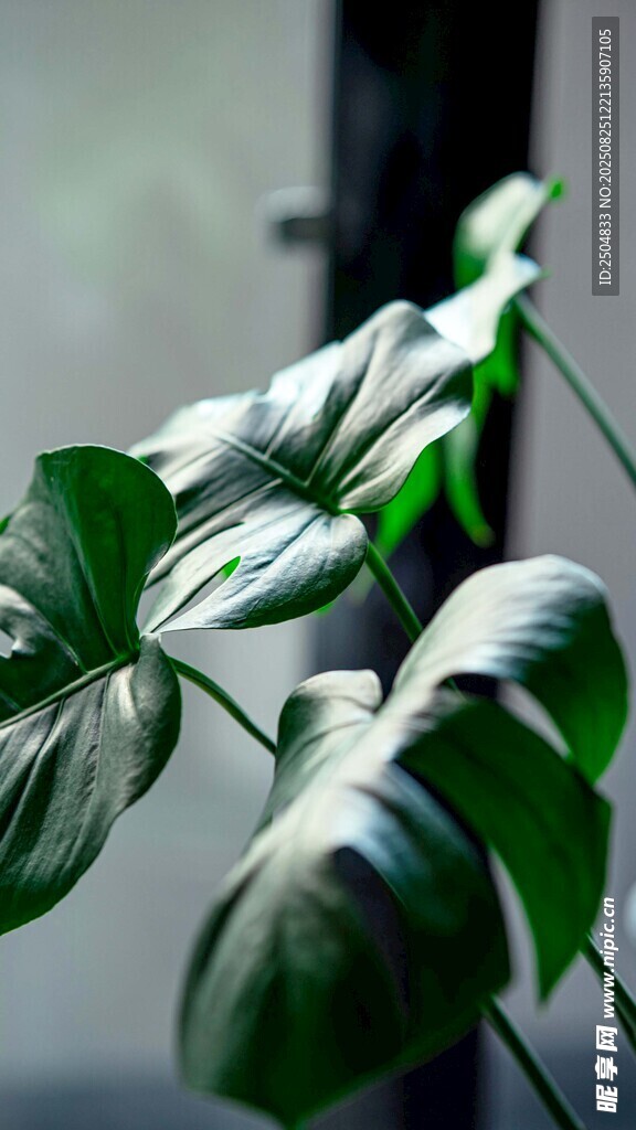 翠绿舒展的室内绿植叶片