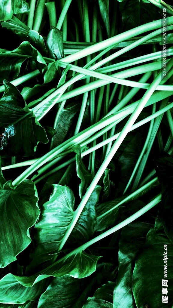 翠绿繁茂的热带植物叶片