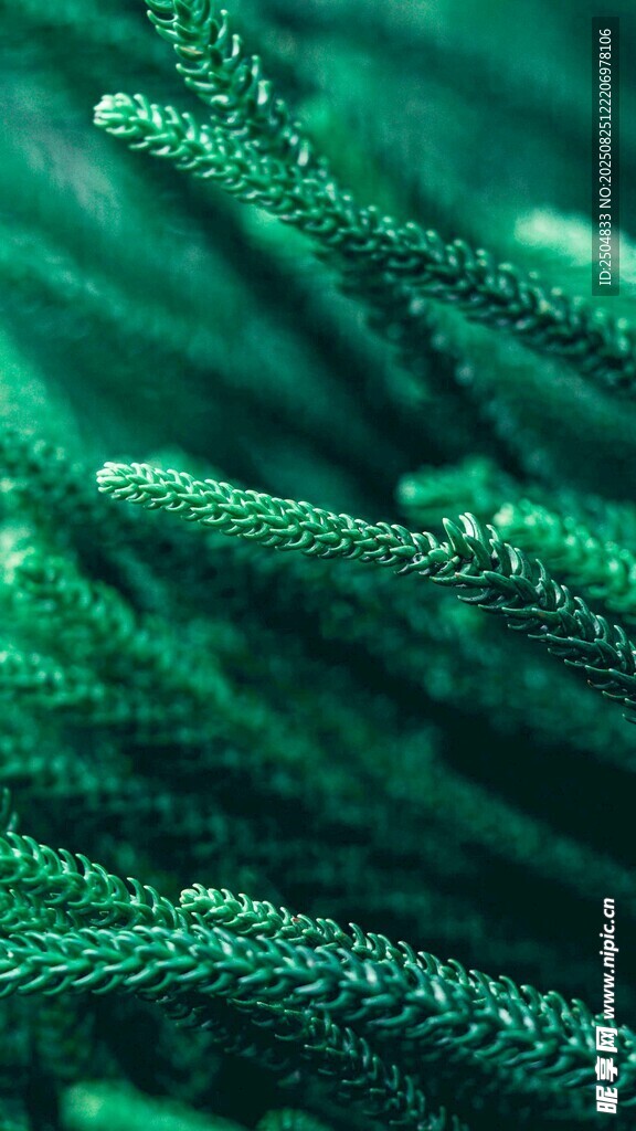 翠绿松针上的晶莹水珠
