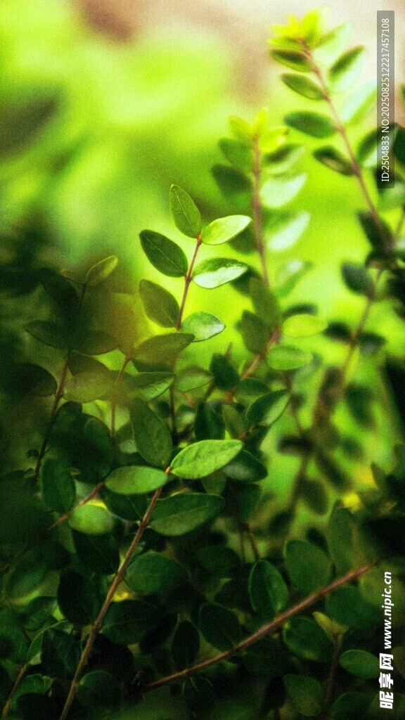 翠绿生机的清新植物叶片