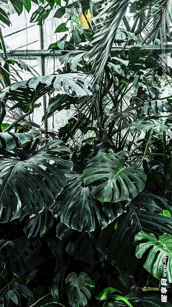 繁茂热带植物景观