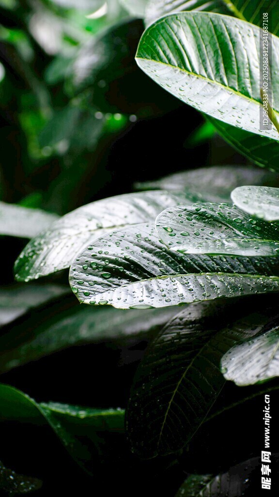 翠绿叶片上的晶莹水珠