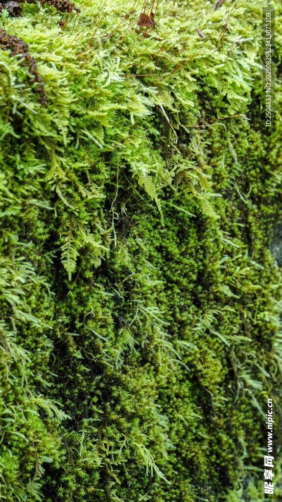 翠绿茂密的植物墙
